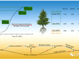 PCE | 貴州大學(xué)馬尾松團(tuán)隊首次揭示馬尾松干旱死亡的水分閾值
